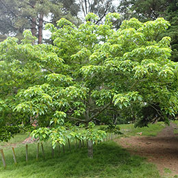 idesia polycarpa